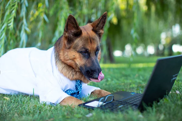 A German Shepherd wearing a white shirt and a blue tie lies on the lawn and studies with a laptop