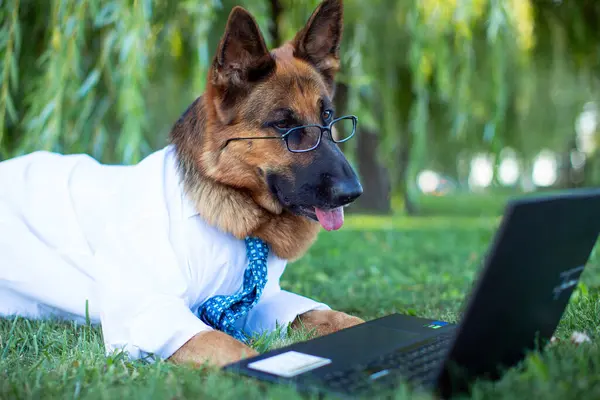 A German Shepherd wearing a white shirt, a blue tie and eyeglasses lies on the lawn and studies with a laptop