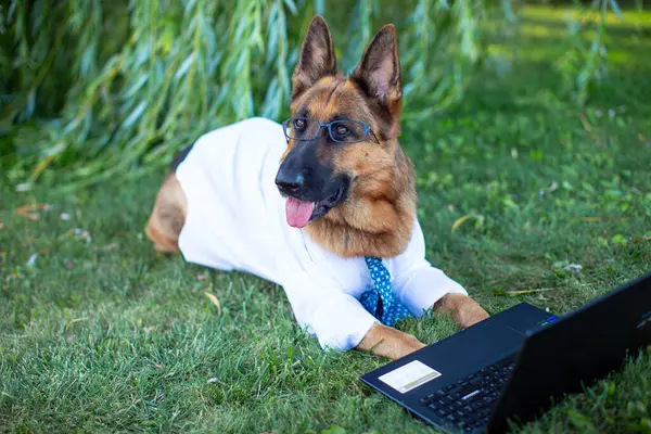 A German Shepherd wearing a white shirt, a blue tie and eyeglasses lies on the lawn and studies with a laptop