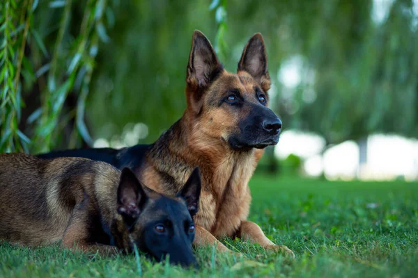 Γερμανικοί Και Βέλγοι Malinois Ποιμενικοί Σκύλοι Βρίσκονται Ένα Καταπράσινο Γκαζόν Royalty Free Φωτογραφίες Αρχείου
