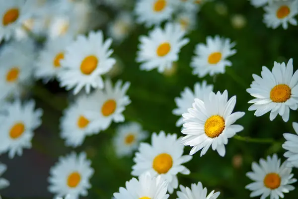 Background Large Blooming White Daisies Yellow Stamens — Stock Photo, Image