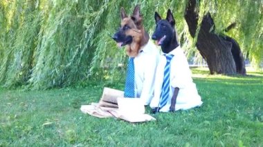 Beyaz gömlekli, kravatlı ve gözlüklü çoban köpekleri parktaki yeşil çimlerde oturur ve kitap okurlar.