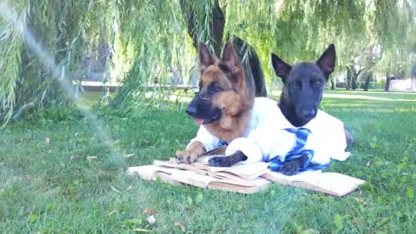 Γερμανικοί Και Βέλγοι Ποιμενικοί Σκύλοι Λευκά Πουκάμισα Γραβάτες Και Γυαλιά — Αρχείο Βίντεο