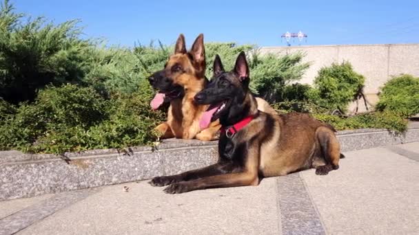 German Belgian Malinois Shepherd Dogs Lie Granite Sidewalk Rays Sun — Stock Video