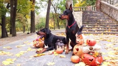 Cadılar Bayramı için süslenmiş balkabaklarının arasında iki Doberman Pinscher sonbahar parkında eski bir merdiven ve sarı akçaağaç yapraklarıyla süslenmiş.