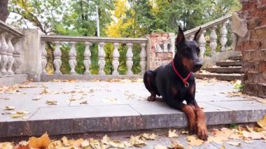 Güzel bir dişi doberman Pinscher parktaki eski bir merdiven boşluğuna düşmüş akçaağaç yapraklarının arka planına uzanır.