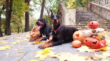 Cadılar Bayramı için süslenmiş iki doberman Pinscher, sonbahar parkında eski bir merdivenin ve sarı akçaağaç yapraklarının arka planında balkabaklarının arasında yatıyor.
