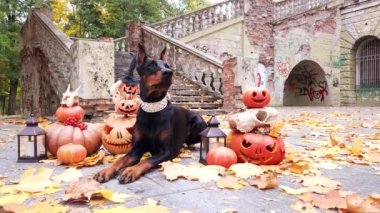 Doberman Pinscher Cadılar Bayramı için süslenmiş balkabaklarının arasında yatıyor. Sonbahar parkında eski bir merdiven ve sarı akçaağaç yapraklarıyla süslenmiş.