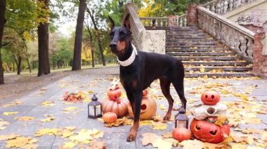 Doberman Pinscher Cadılar Bayramı için süslenmiş balkabaklarının arasında duruyor. Sonbahar parkında eski bir merdiven ve sarı akçaağaç yapraklarıyla süslenmiş.