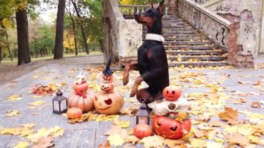 Doberman Pinscher Cadılar Bayramı için süslenmiş balkabaklarının arasında, sonbahar parkında eski bir merdiven ve sarı akçaağaç yapraklarının arkasında iki ayak üzerinde duruyor.