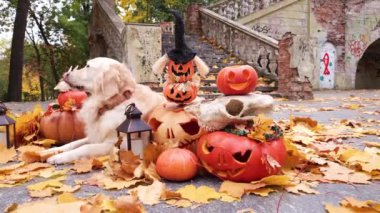 Cadılar Bayramı için süslenmiş balkabaklarının arasında eski bir merdivenin ve sonbahar parkındaki sarı akçaağaç yapraklarının arka planında bir golden retriever yatar.