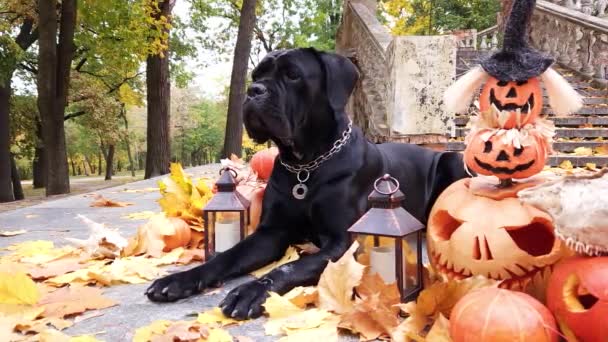 Black Cane Corso Leży Wśród Dyń Urządzonych Halloween Tle Starych — Wideo stockowe
