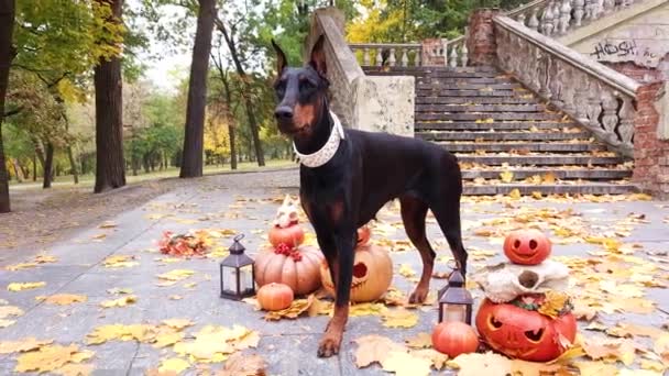 Doberman Pinscher Stands Pumpkins Decorated Halloween Background Old Staircase Yellow — Stock Video