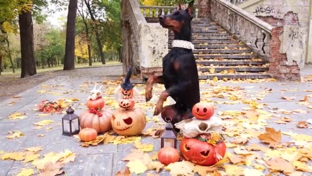 Doberman Pinscher Está Duas Pernas Entre Abóboras Decoradas Para Halloween — Vídeo de Stock