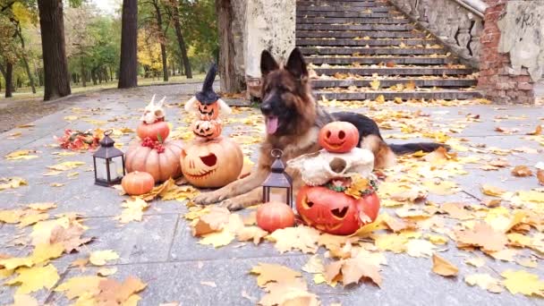 Langhaariger Schäferhund Sitzt Halloween Dekorierten Kürbissen Vor Einem Hintergrund Aus — Stockvideo
