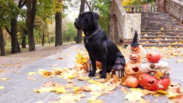 Černá Hůl Corso Sedí Mezi Dýně Zdobené Halloween Pozadí Starého — Stock video
