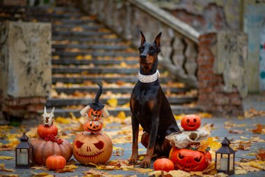 Doberman Pinscher Cadılar Bayramı için süslenmiş balkabaklarının arasında oturuyor. Sonbahar parkında eski bir merdiven ve sarı akçaağaç yapraklarıyla süslenmiş.