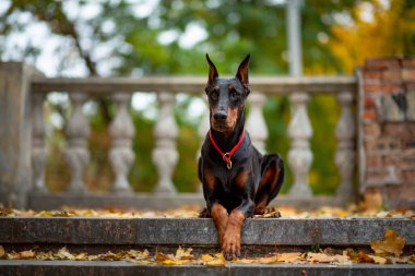 Güzel bir dişi doberman Pinscher parktaki eski bir merdiven boşluğuna düşmüş akçaağaç yapraklarının arka planına uzanır.