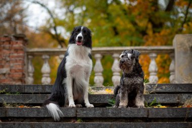 Siyah beyaz bir Collie Sınırı ve gri bir Schnauzer eski bir merdivenin granit basamaklarında sonbahar parkının arka planında oturuyorlar.