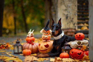 Doberman Pinscher Cadılar Bayramı için süslenmiş balkabaklarının arasında oturuyor. Sonbahar parkında eski bir merdiven ve sarı akçaağaç yapraklarıyla süslenmiş.