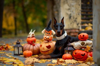 Doberman Pinscher Cadılar Bayramı için süslenmiş balkabaklarının arasında oturuyor. Sonbahar parkında eski bir merdiven ve sarı akçaağaç yapraklarıyla süslenmiş.
