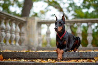 Güzel bir dişi doberman Pinscher parktaki eski bir merdiven boşluğuna düşmüş akçaağaç yapraklarının arka planına uzanır.
