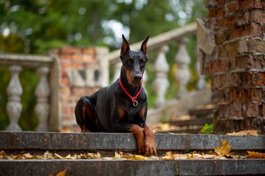 Güzel bir dişi doberman Pinscher parktaki eski bir merdiven boşluğuna düşmüş akçaağaç yapraklarının arka planına uzanır.