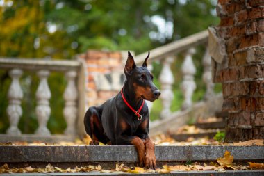 Güzel bir dişi doberman Pinscher parktaki eski bir merdiven boşluğuna düşmüş akçaağaç yapraklarının arka planına uzanır.