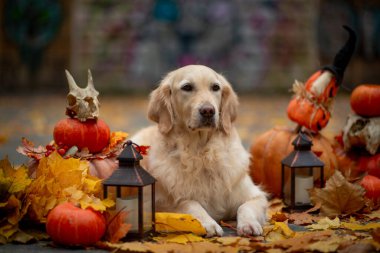 Cadılar Bayramı için balkabaklarıyla süslenmiş Golden Retriever akçaağaç yaprakları ve parkta eski bir merdiven.