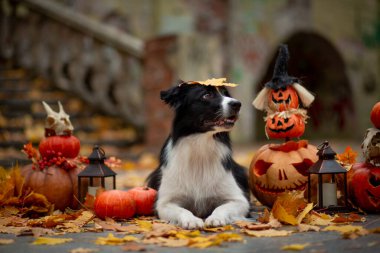 Cadılar Bayramı için balkabaklı siyah-beyaz Border Collie düşmüş akçaağaç yaprakları ve parkta eski bir merdivenle süslenmiş.