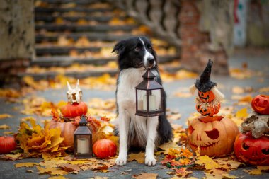 Dişinde fenerle cadılar bayramı için dekore edilmiş balkabakları ve parkta eski bir merdivenle siyah beyaz bir Border Collie oturuyor.