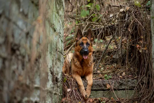 Portrait of a German Shepherd on an old abandoned staircase entwined with wild grapes