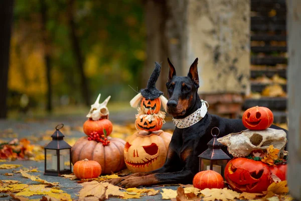 Doberman Pinscher Cadılar Bayramı için süslenmiş balkabaklarının arasında oturuyor. Sonbahar parkında eski bir merdiven ve sarı akçaağaç yapraklarıyla süslenmiş.