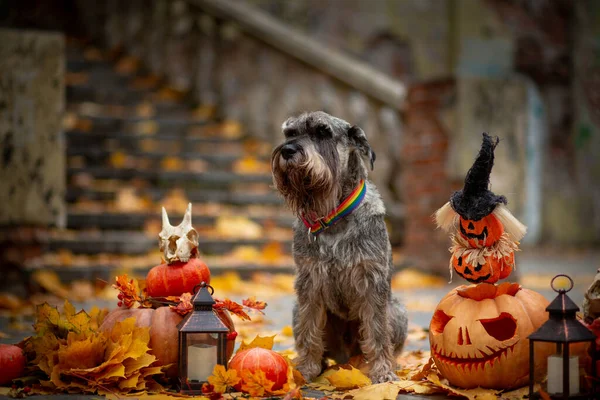 Gri Schnauzer, cadılar bayramı süslemelerinin arka planında turuncu balkabakları, bir fener ve sarı akçaağaç yapraklı bir kafatası ile