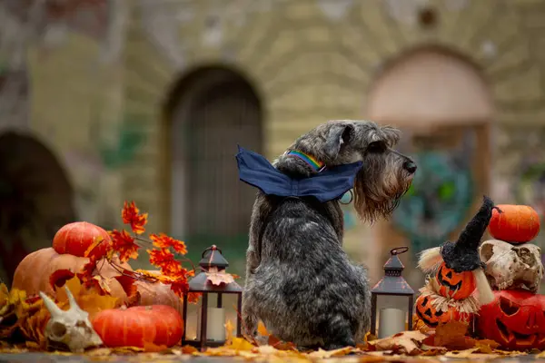 Gray schnauzer with bat wings against a background of Halloween decorations with orange pumpkins, lantern and skull in yellow maple leaves