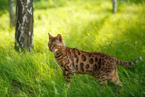 Portrait of a Bengal cat in green grass outdoors