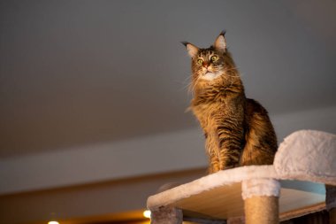 Oyun standındaki sevimli gri tekir kedicik Maine Rakunu portresi