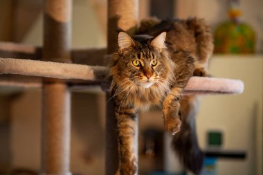 Oyun standındaki sevimli gri tekir kedicik Maine Rakunu portresi