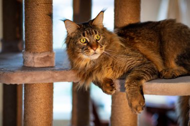 Oyun standındaki sevimli gri tekir kedicik Maine Rakunu portresi