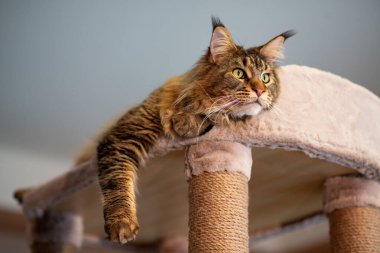 Oyun standındaki sevimli gri tekir kedicik Maine Rakunu portresi