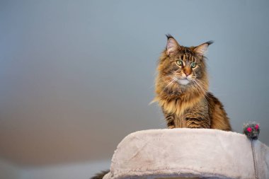 Oyun standındaki sevimli gri tekir kedicik Maine Rakunu portresi