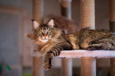 Oyun standındaki sevimli gri tekir kedicik Maine Rakunu portresi