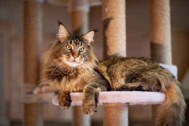 Oyun standındaki sevimli gri tekir kedicik Maine Rakunu portresi