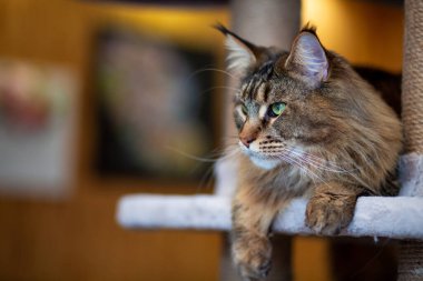 Oyun standındaki sevimli gri tekir kedicik Maine Rakunu portresi