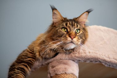 Oyun standındaki sevimli gri tekir kedicik Maine Rakunu portresi