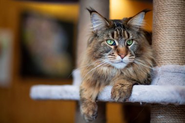 Oyun standındaki sevimli gri tekir kedicik Maine Rakunu portresi