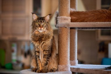 Oyun standındaki sevimli gri tekir kedicik Maine Rakunu portresi