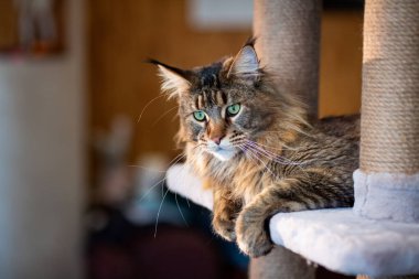 Oyun standındaki sevimli gri tekir kedicik Maine Rakunu portresi