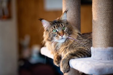 Oyun standındaki sevimli gri tekir kedicik Maine Rakunu portresi