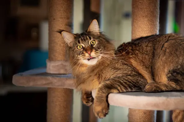 Oyun standındaki sevimli gri tekir kedicik Maine Rakunu portresi